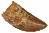 Serrated, Carcharodontosaurus Tooth - Real Dinosaur Tooth #372308-1